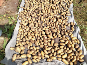 УРОЖАЙ КАРТОФЕЛЯ 2022 ГОДА. СОРТА КОРОЛЕВА АННА И РЕД СКАРЛЕТ