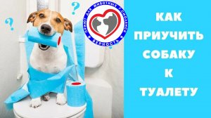 Как приучить собаку к туалету и отучить гадить дома? ВерностьТВ - помощь животным