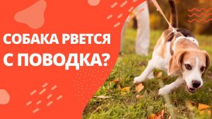 Что делать если собака ТЯНЕТ ПОВОДОК? Как правильно подобрать амуницию для собаки? Воспитание собак