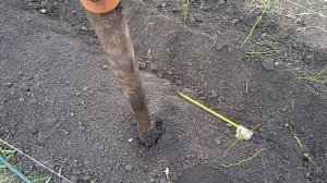 Как я сажала шиповник Лакса для дальнейшей окулировки (прививки) РОЗ.