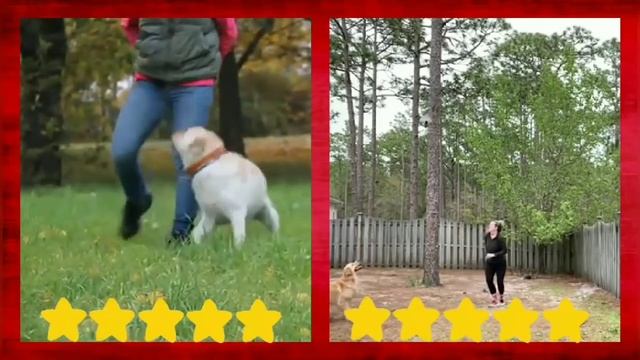 Labrador retriever VS Golden retriever | pet comparison | funny? смотреть онлайн