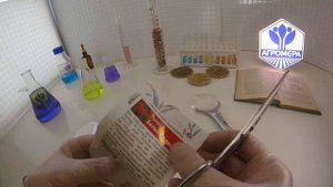 Томат Белый налив 241. (Семетра) Поиск