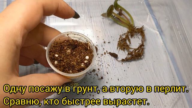 Детки из теплички. Сажаю в перлит. Предзаказ. смотреть онлайн