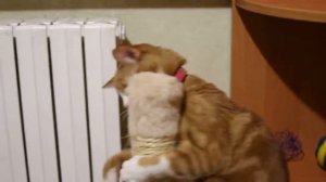 Кот ест кошачью мяту