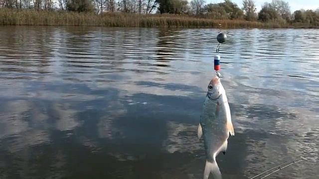 бель на джиг смотреть онлайн