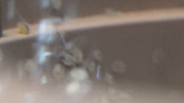 Наблюдение за развитием икры сапфировых попугайчиков. смотреть онлайн