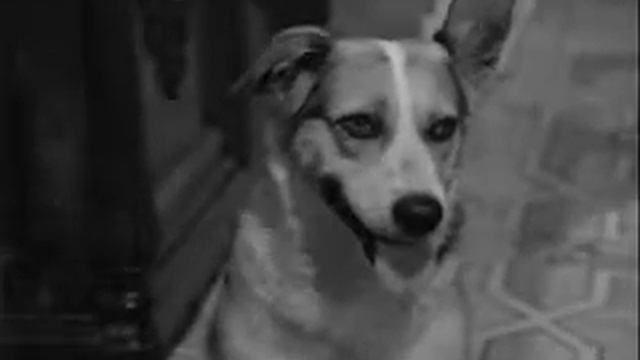 собачье сердце. vk смотреть онлайн