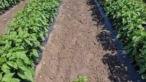 Увядание перца началось. Борьба...