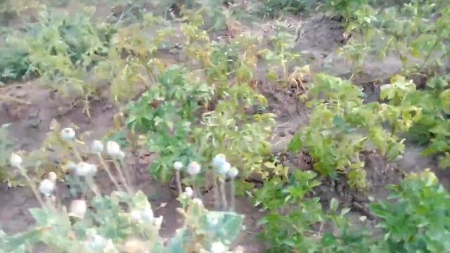 Вместо мака гиганта и пионоцветного вырос обычный кондитерский мак для выпечки. смотреть онлайн