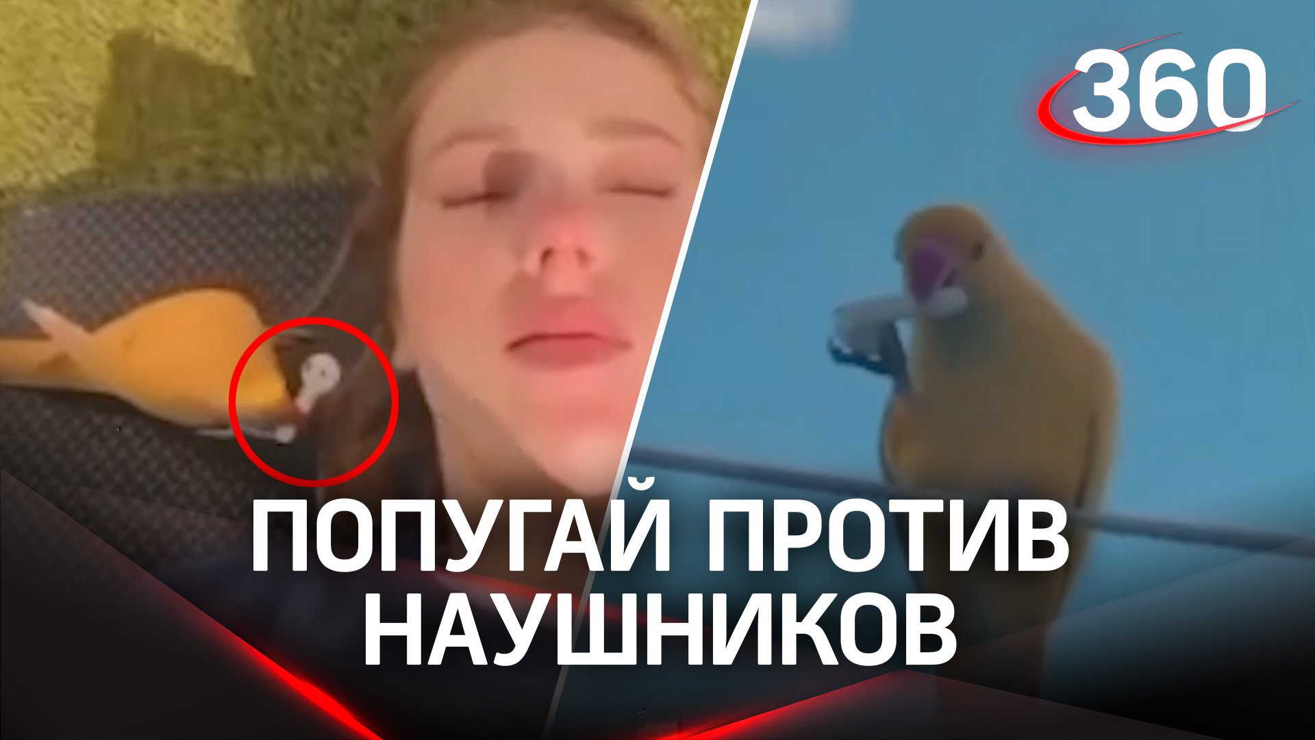Какой главный минус беспроводных наушников? Попугай расскажет