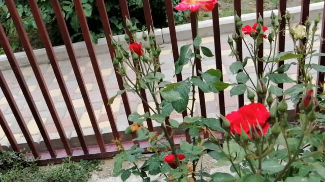 Синяя роза и дабл делайт в саду смотреть онлайн