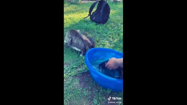 ТОП МИЛЫХ И СМЕШНЫХ ЖИВОТНЫХ!