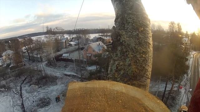 ПитерАрбо. Валка тополя частями. Removal Big Poplar.