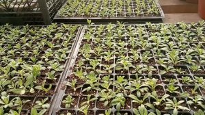 Черенкование калибрахоа