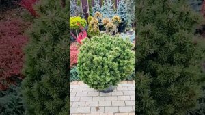 Сосна Малинки, Мопс) продажа в группе телеграмм https://t.me/S76Olga_76