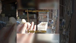 Инкубационное яйцо доставка 2023год
