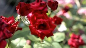 Молитва Мерфи на исполнение желания | Желание исполнится |  Молитвы Джозефа Мерфи