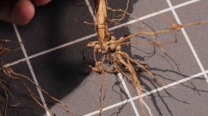 СОЯ PRO: ОТ ЗАЩИТЫ ВСХОДОВ ДО КЛУБЕНЬКОВ. ПОЧЕМУ ВЫГОДНО ПРИМЕНЯТЬ ИНОКУЛЯНТЫ