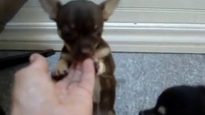 chocolate colour chihuahua girl