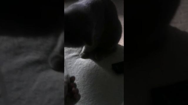 Кошак жует пленку смотреть онлайн