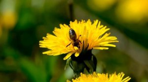 Скажи спасибо перед сном