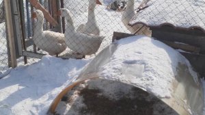 Содержание мускусных уток и гусей зимой ...ответы на вопросы.
