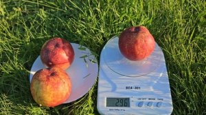 Нектарин Геа.Чудовий вибір для свого саду.