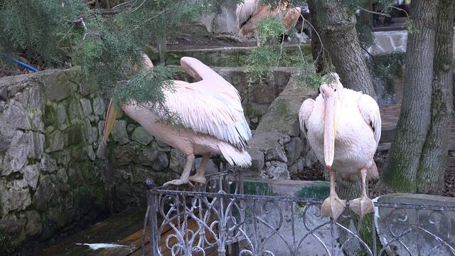 Пеликаны и лебедь! Сказка. смотреть онлайн