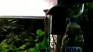 аквариум с анубисами и гуппи эндлера