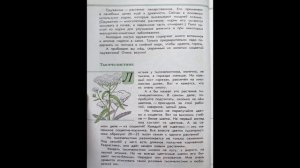 Читаем детям. ЗЕЛЁНЫЕ СТРАНИЦЫ. А.А.Плешаков. Страница первая. ТЫСЯЧЕЛИСТНИК.