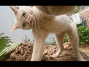 Давайте пристегнем камеру к кошке и присоединимся к их миру общения