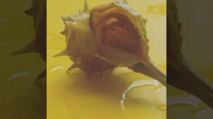 Живой рапан