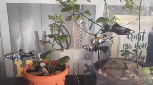 Моллинезия Далматинец