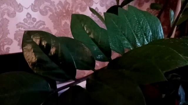 ?Мои комнатные цветы?