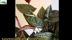 syngonium plants || care and tips || indoor plants