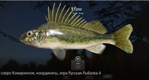 Ёрш, озеро Комариное, координаты, игра Русская Рыбалка 4