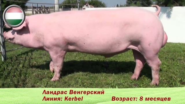 Фридом Фарм Бекон: племенные свиньи породы 'Ландрас'