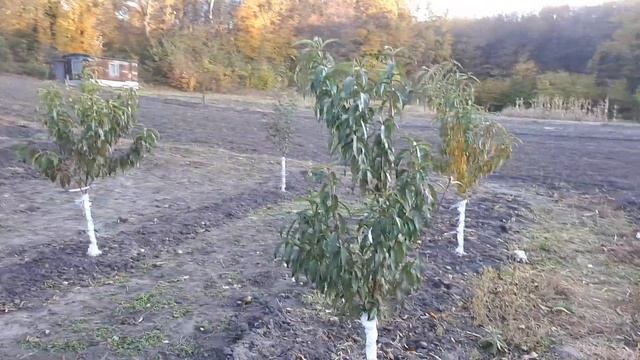 Персики осенью, первый год посадки. смотреть онлайн