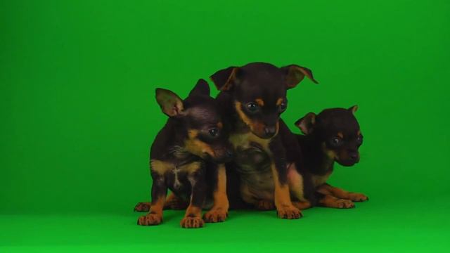 Той-терьер на хромакее2 (Для свободного пользования) смотреть онлайн