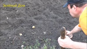 Картофелесажалка  из черенка  / Сажалка картошки