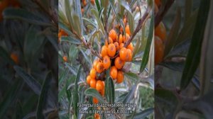 Дерево облепихи