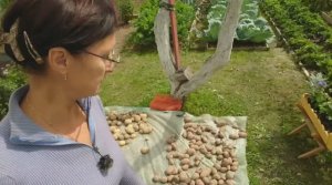 Видео привет с 6 соток 1 августа 2024 года.