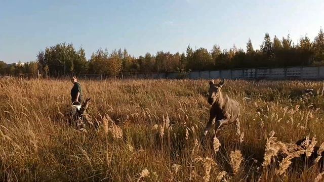 30.09.23. #качок,  #велосипедный и #олень. пастораль... смотреть онлайн