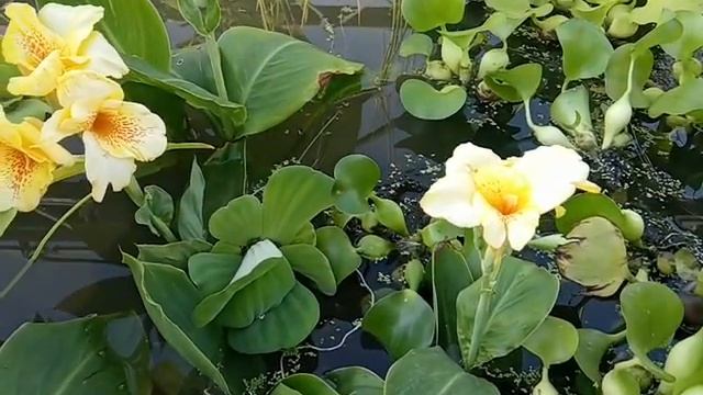 Канна болотная жёлтая. Красивые цветы для бассейна на дача, в парке, во дворе. смотреть онлайн