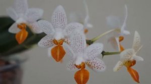 One of My Two Larger Mini Mark Orchids (From Joseph Wu Orchids) | Orchid Care Tips