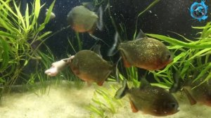 ТОП 5 ХИЩНЫХ аквариумных рыб  Самые зубастые рыбы