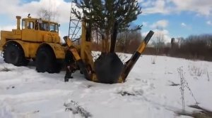 Пересадка сосны.