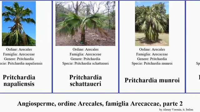 Angiosperme, ordine Arecales, famiglia Arecaceae, parte 2 livistona pritchardia salacca licuala смотреть онлайн