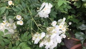 Jubilee Papa Meilland rose just starting to open! Exciting. Plus a little garden up-date