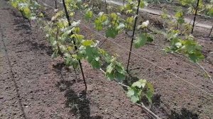 Весна на винограднике - что нужно сделать в первую очередь.